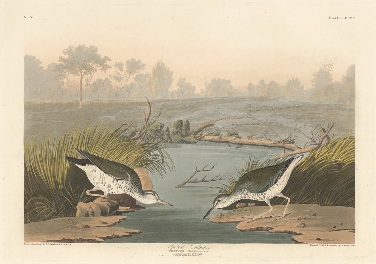Brodzik cętkowany autorstwa Robert Havell after John James Audubon