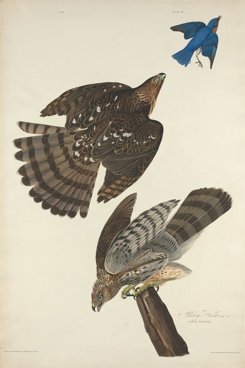 Stanley Hawk autorstwa Robert Havell after John James Audubon
