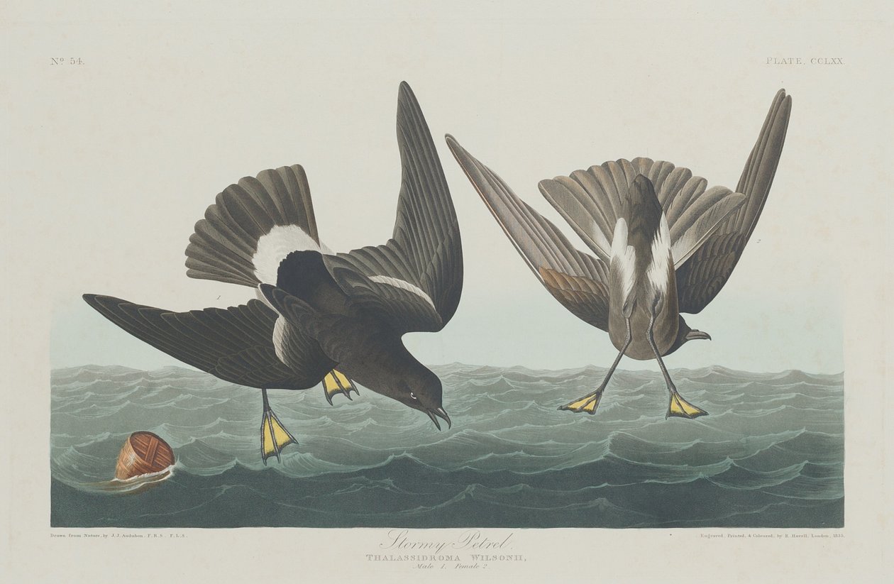 Stormy Petrel autorstwa Robert Havell after John James Audubon