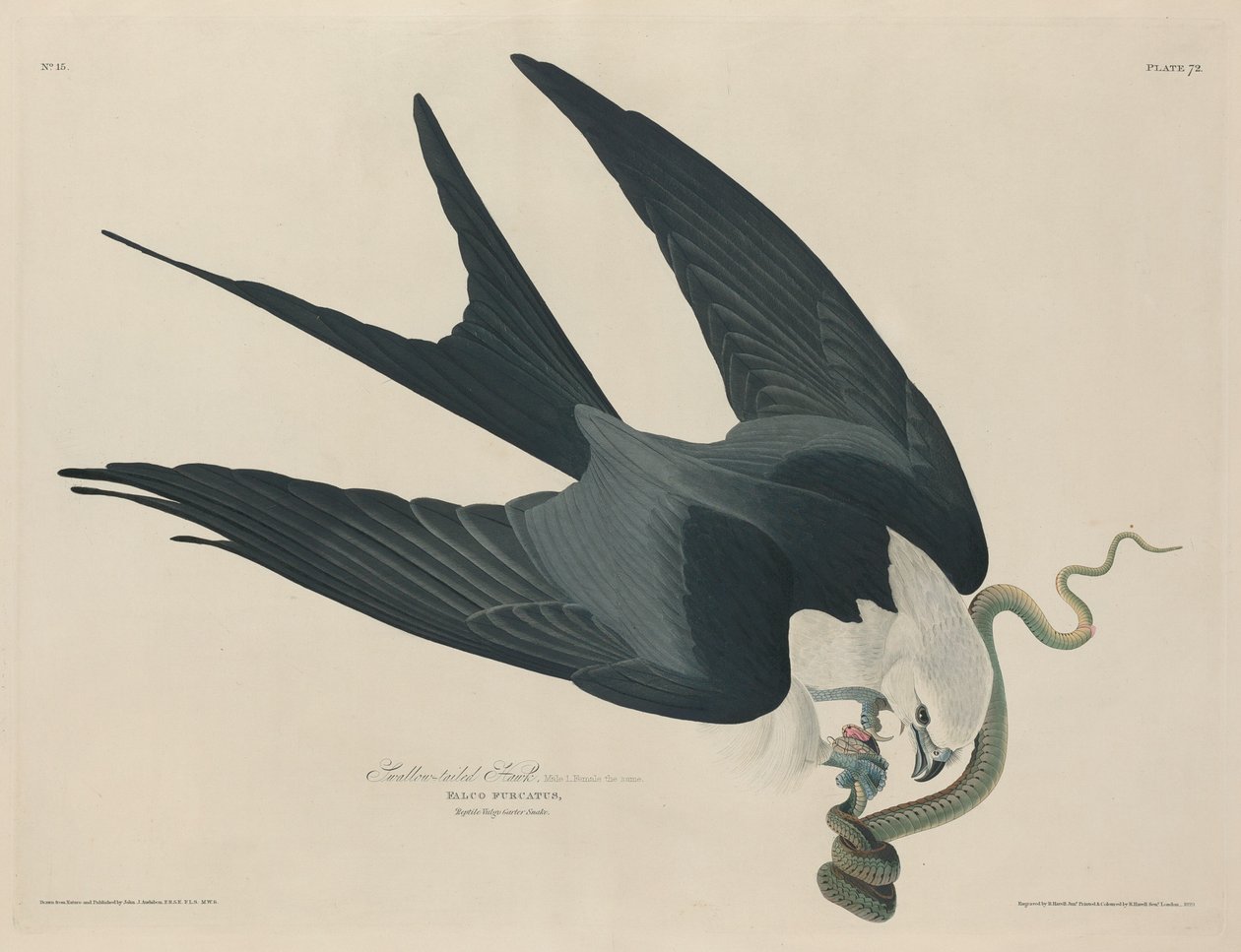 Jastrząb jaskółczy ogon autorstwa Robert Havell after John James Audubon
