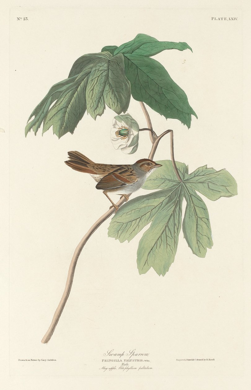 Wróbel bagienny autorstwa Robert Havell after John James Audubon