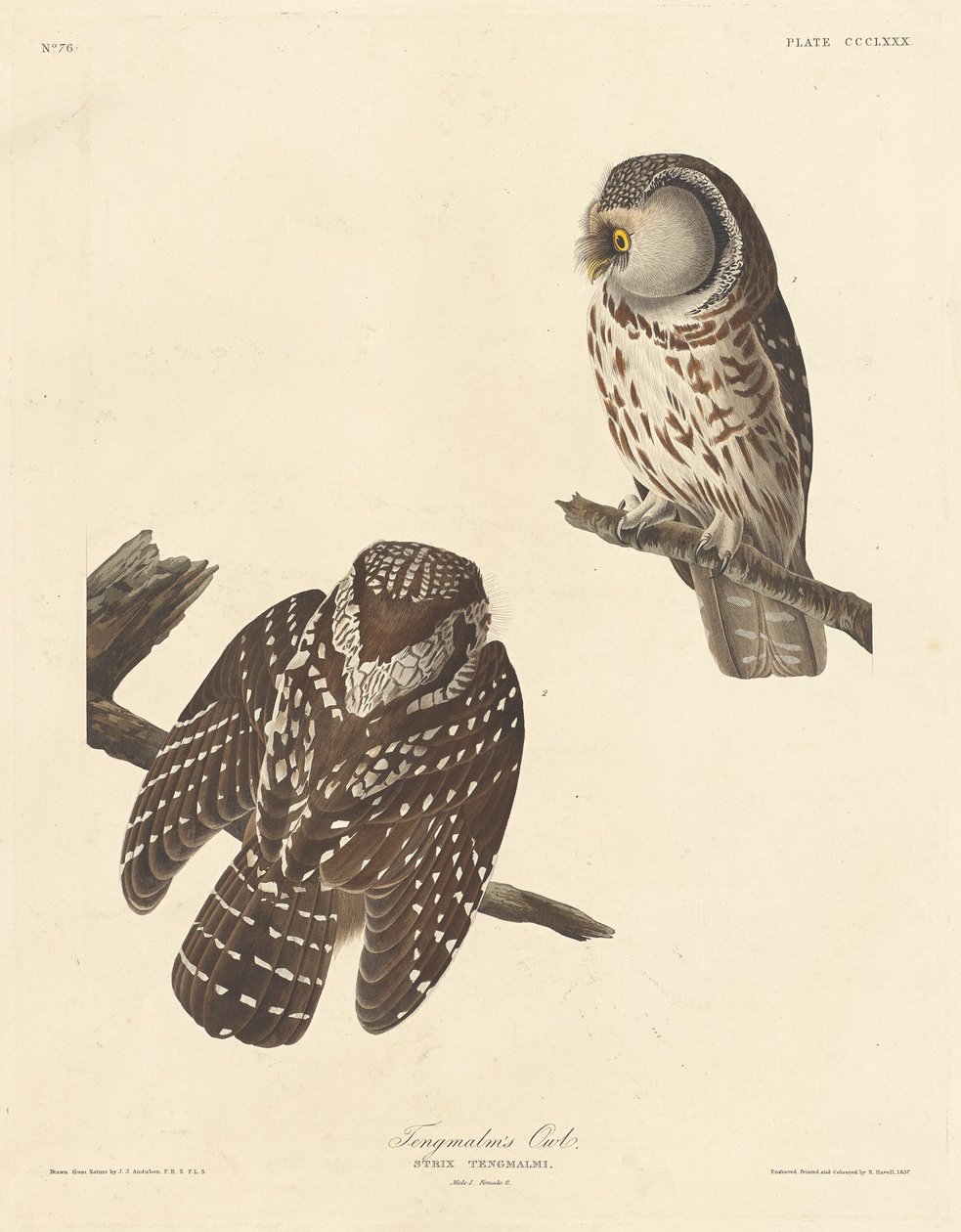 Sowa włochatka autorstwa Robert Havell after John James Audubon