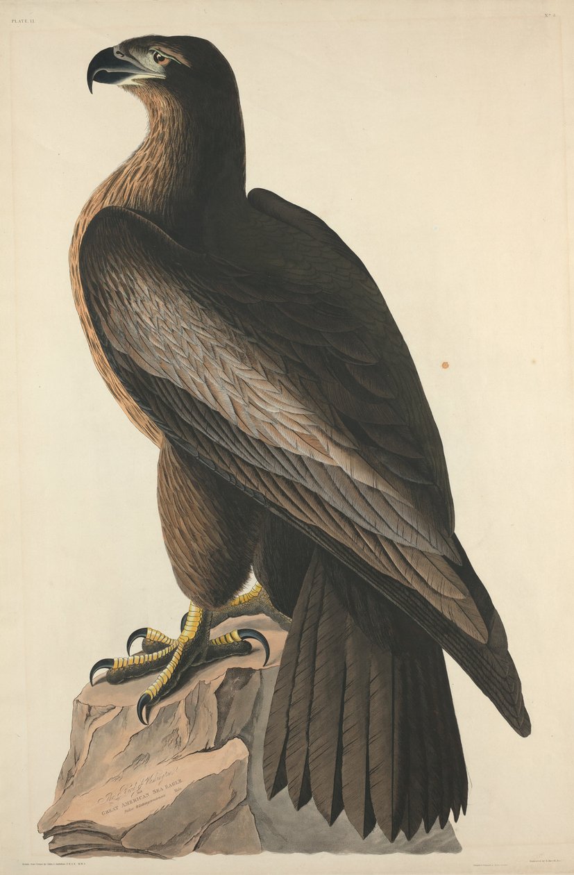 Ptak Waszyngtonu lub orzeł bielik amerykański autorstwa Robert Havell after John James Audubon