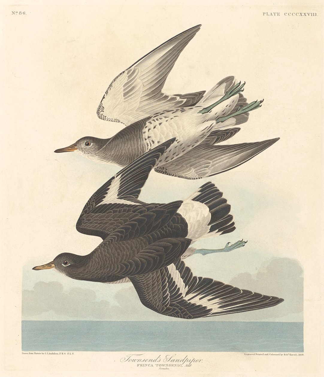 Sandpiper Townsenda autorstwa Robert Havell after John James Audubon