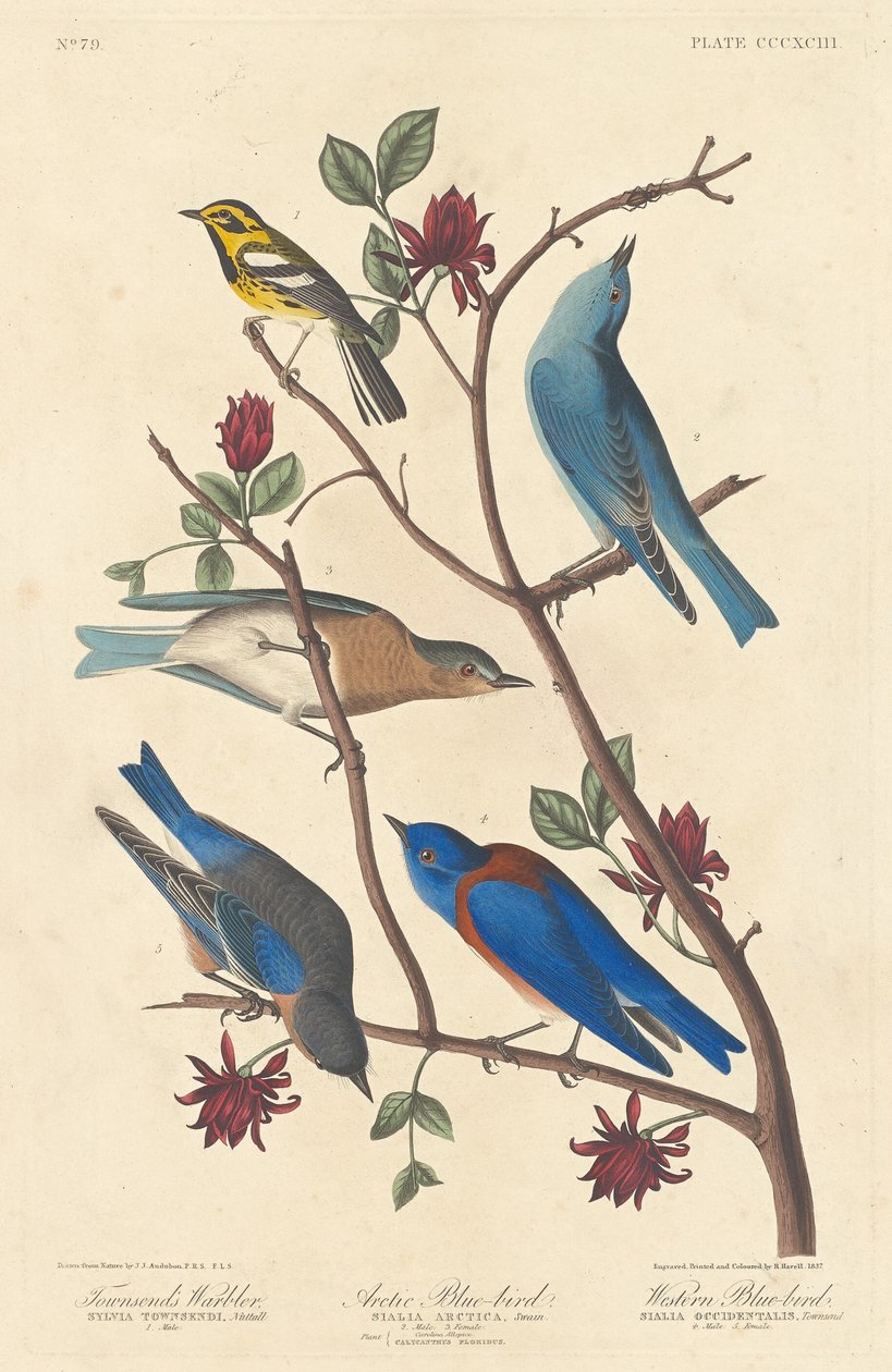Pokrzewka Townsenda, Arctic Blue Bird i Western Blue Bird autorstwa Robert Havell after John James Audubon