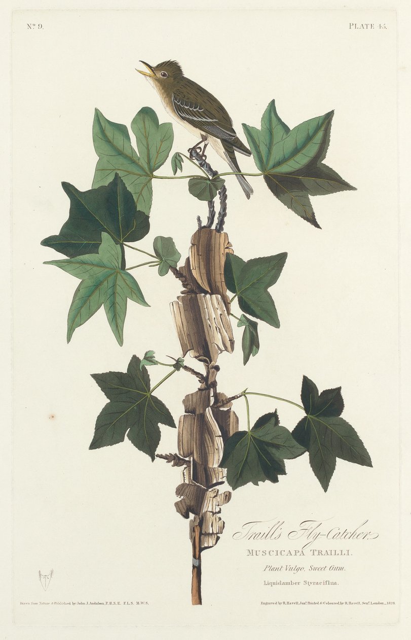 Muchołówka Trailla autorstwa Robert Havell after John James Audubon