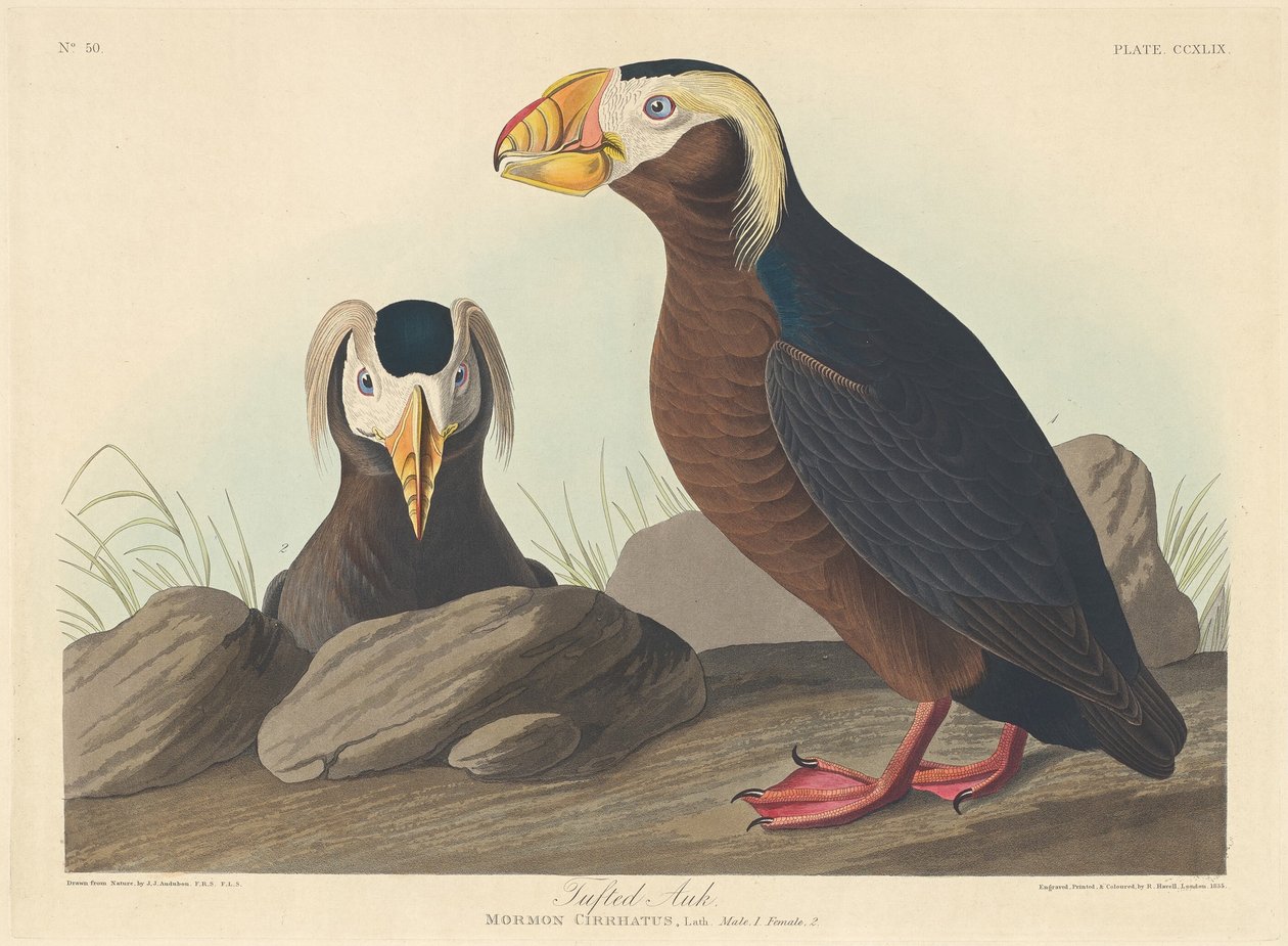 auk czubaty autorstwa Robert Havell after John James Audubon