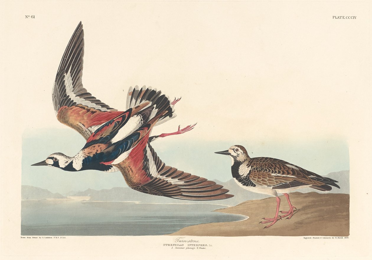 Kamień zwrotny autorstwa Robert Havell after John James Audubon