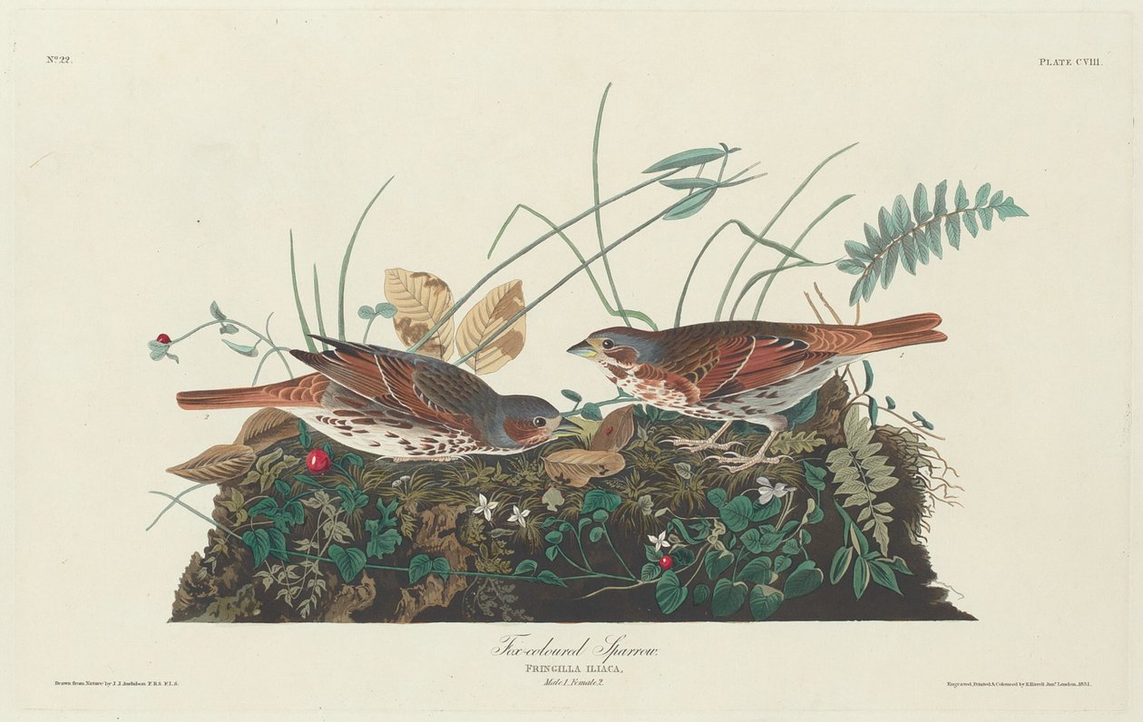 Dwukolorowy Wróbel autorstwa Robert Havell after John James Audubon