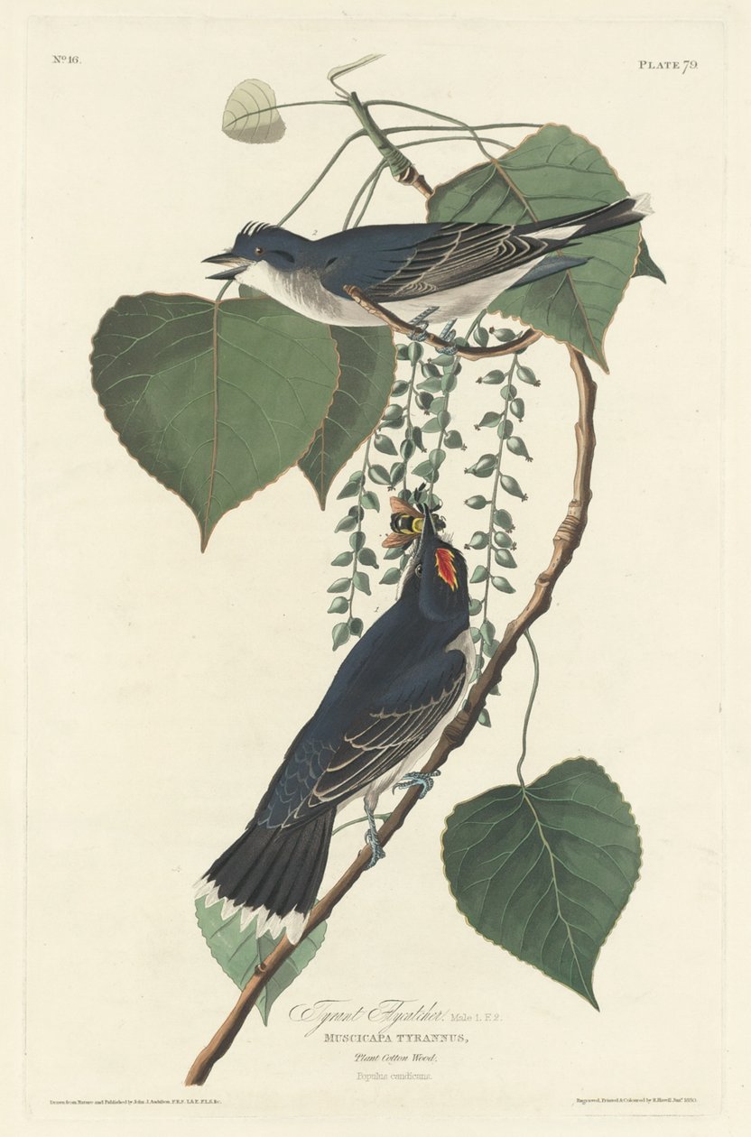 Tyran Muchołówka autorstwa Robert Havell after John James Audubon