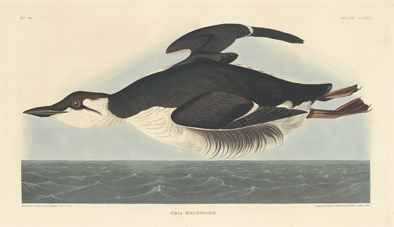 Uriah Brunnichii autorstwa Robert Havell after John James Audubon