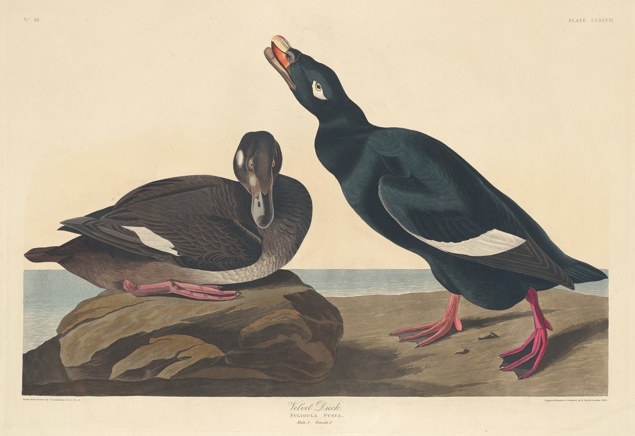 Aksamitna Kaczka autorstwa Robert Havell after John James Audubon