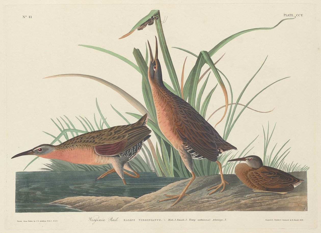 Virginia Rail autorstwa Robert Havell after John James Audubon