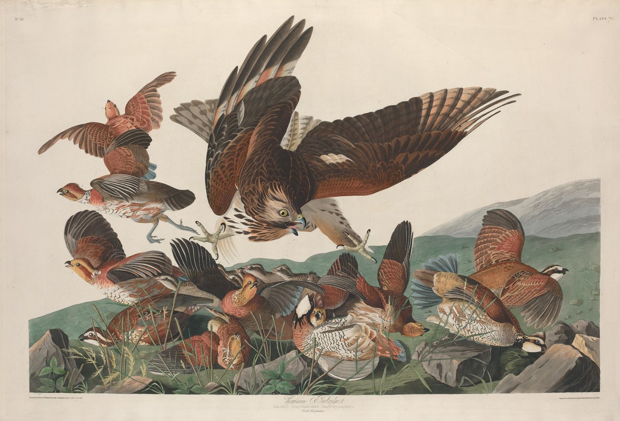 Kuropatwa wirgińska autorstwa Robert Havell after John James Audubon