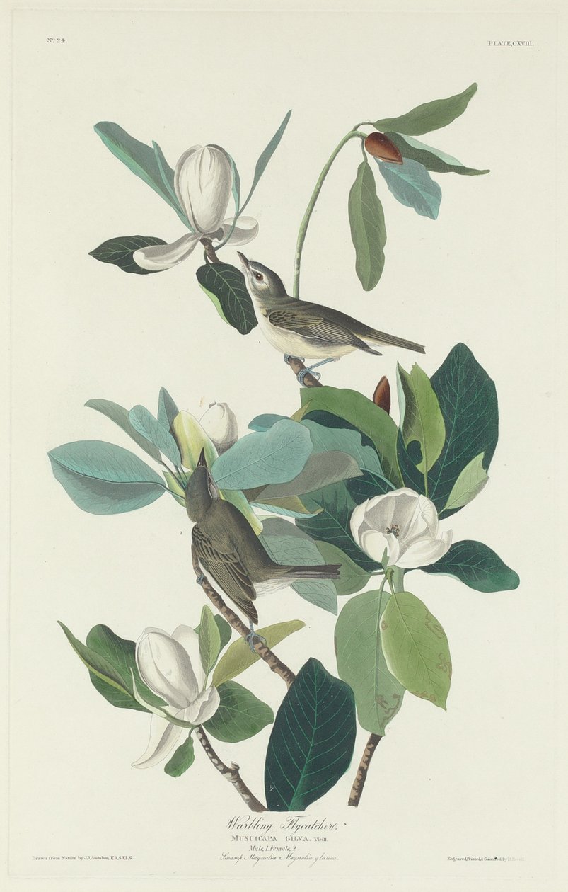 Muchołówka ćwierkająca autorstwa Robert Havell after John James Audubon