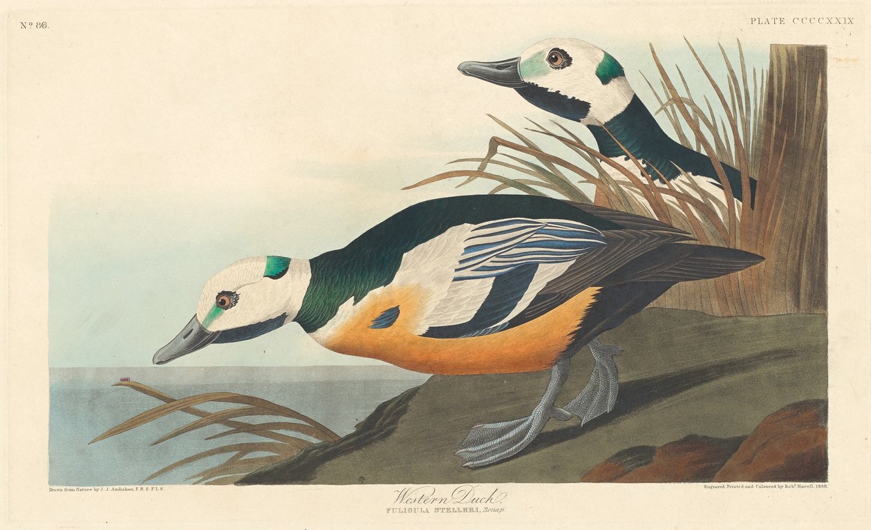 Zachodnia Kaczka autorstwa Robert Havell after John James Audubon