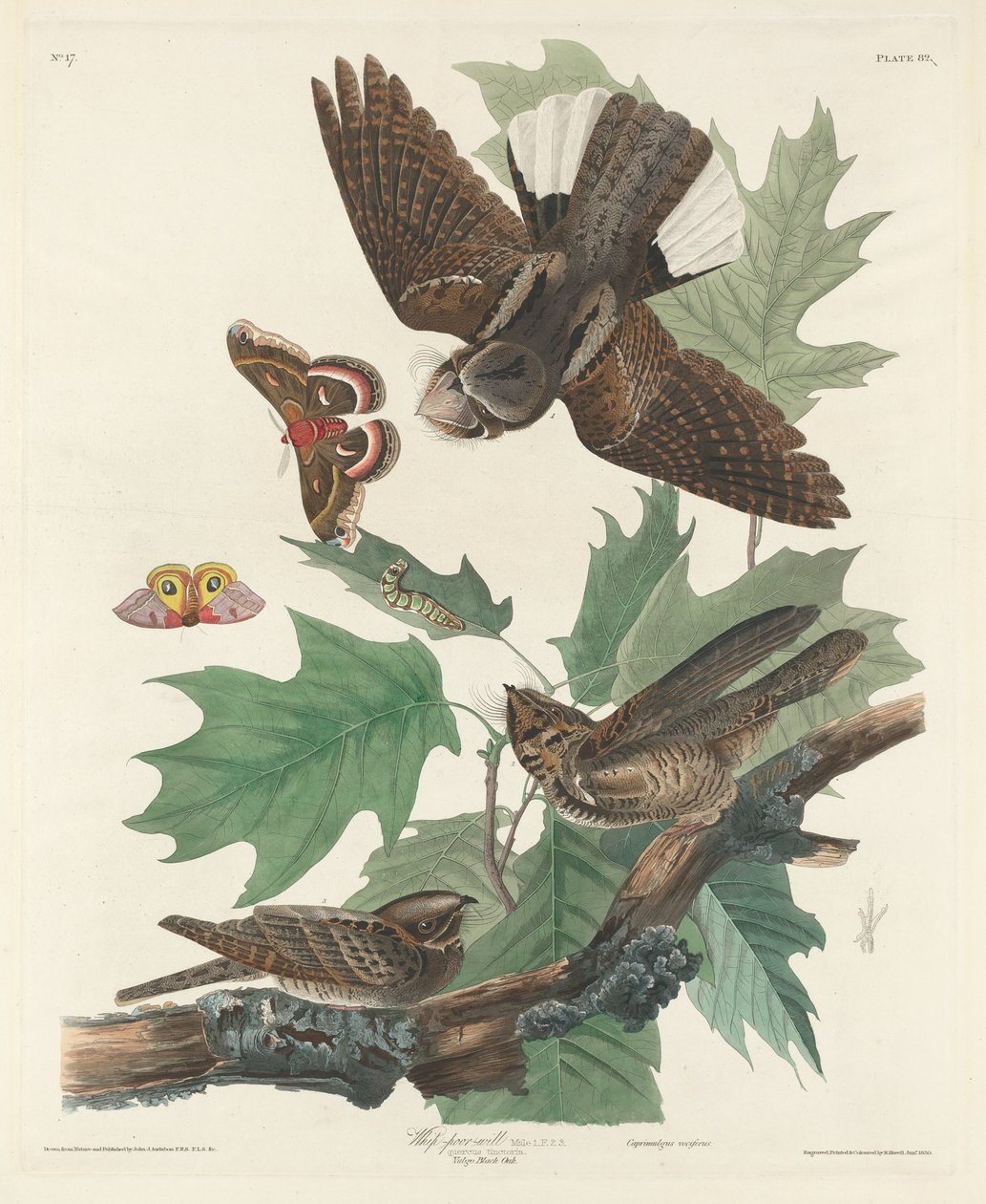 Bicz-słaba-wola autorstwa Robert Havell after John James Audubon