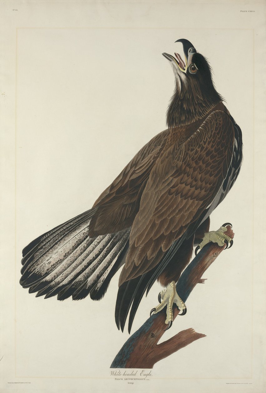 Orzeł Białogłowy autorstwa Robert Havell after John James Audubon