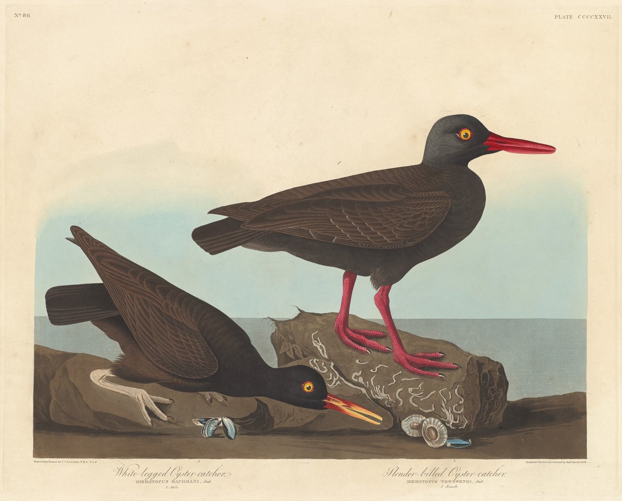 Łapacz ostryg białonogich i ostrygojad smukły autorstwa Robert Havell after John James Audubon