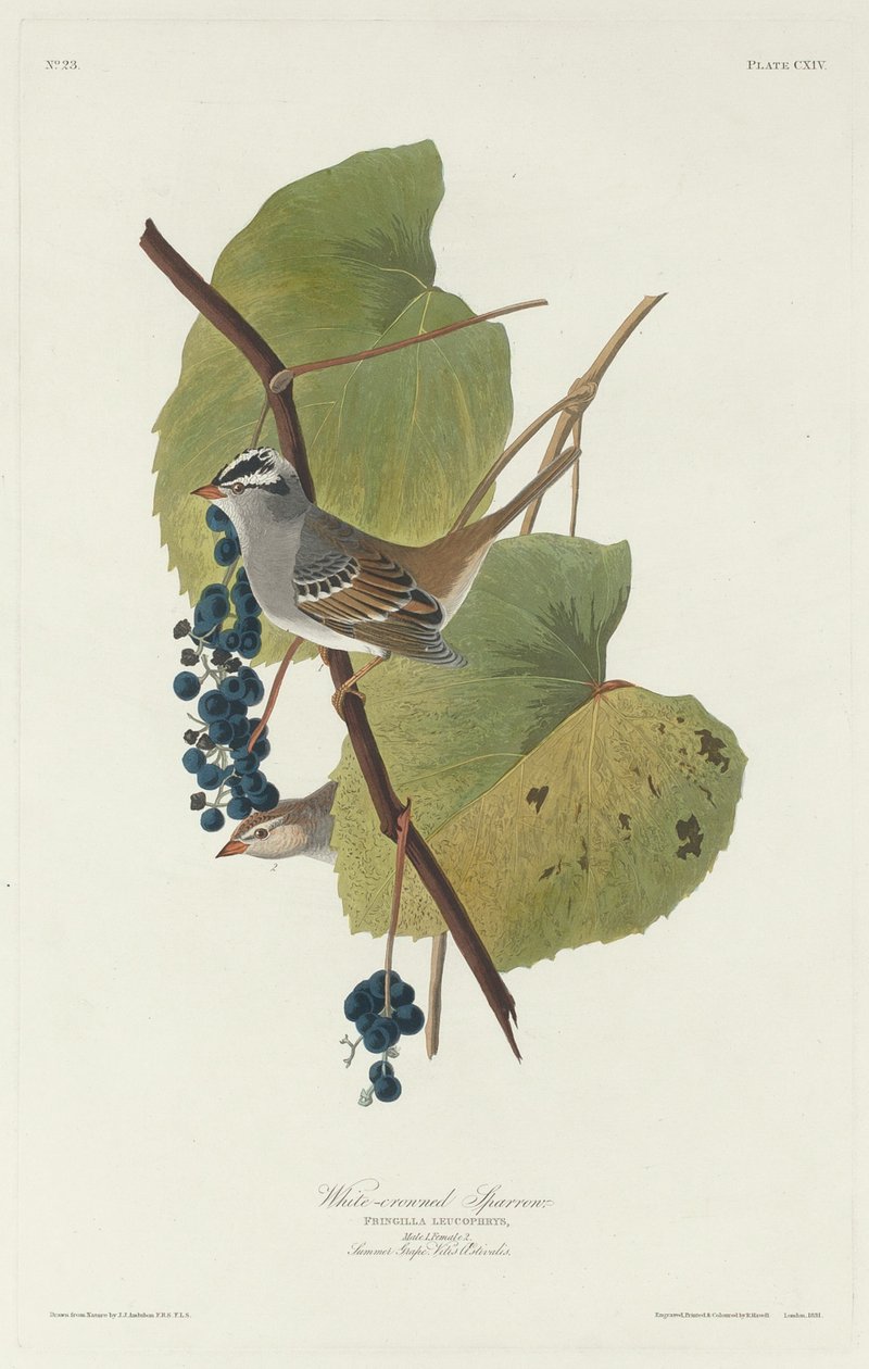 Wróbel biało-koronowany autorstwa Robert Havell after John James Audubon