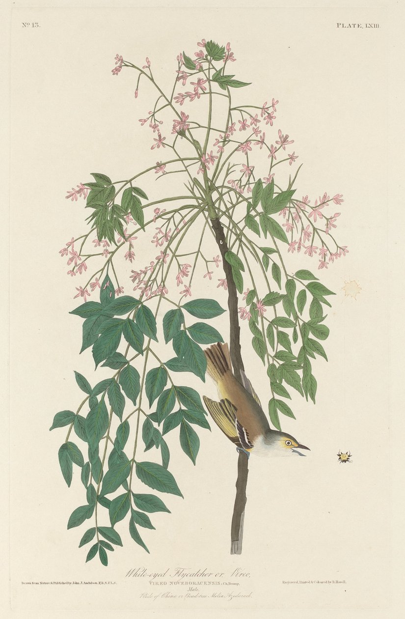 Białooki łapacz much autorstwa Robert Havell after John James Audubon
