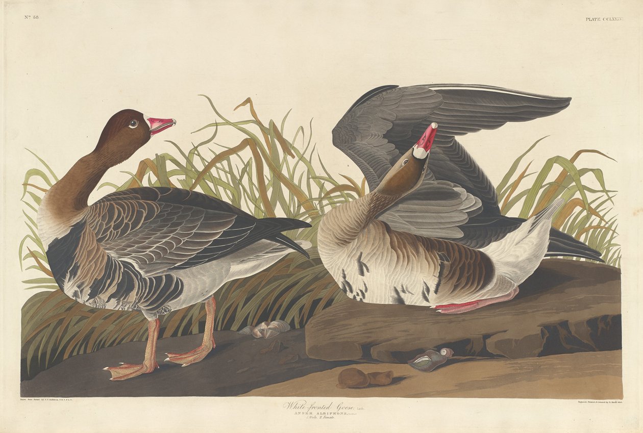 Gęś białoczelna autorstwa Robert Havell after John James Audubon