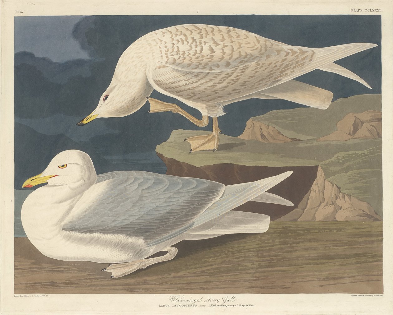 Białoskrzydła mewa srebrzysta autorstwa Robert Havell after John James Audubon