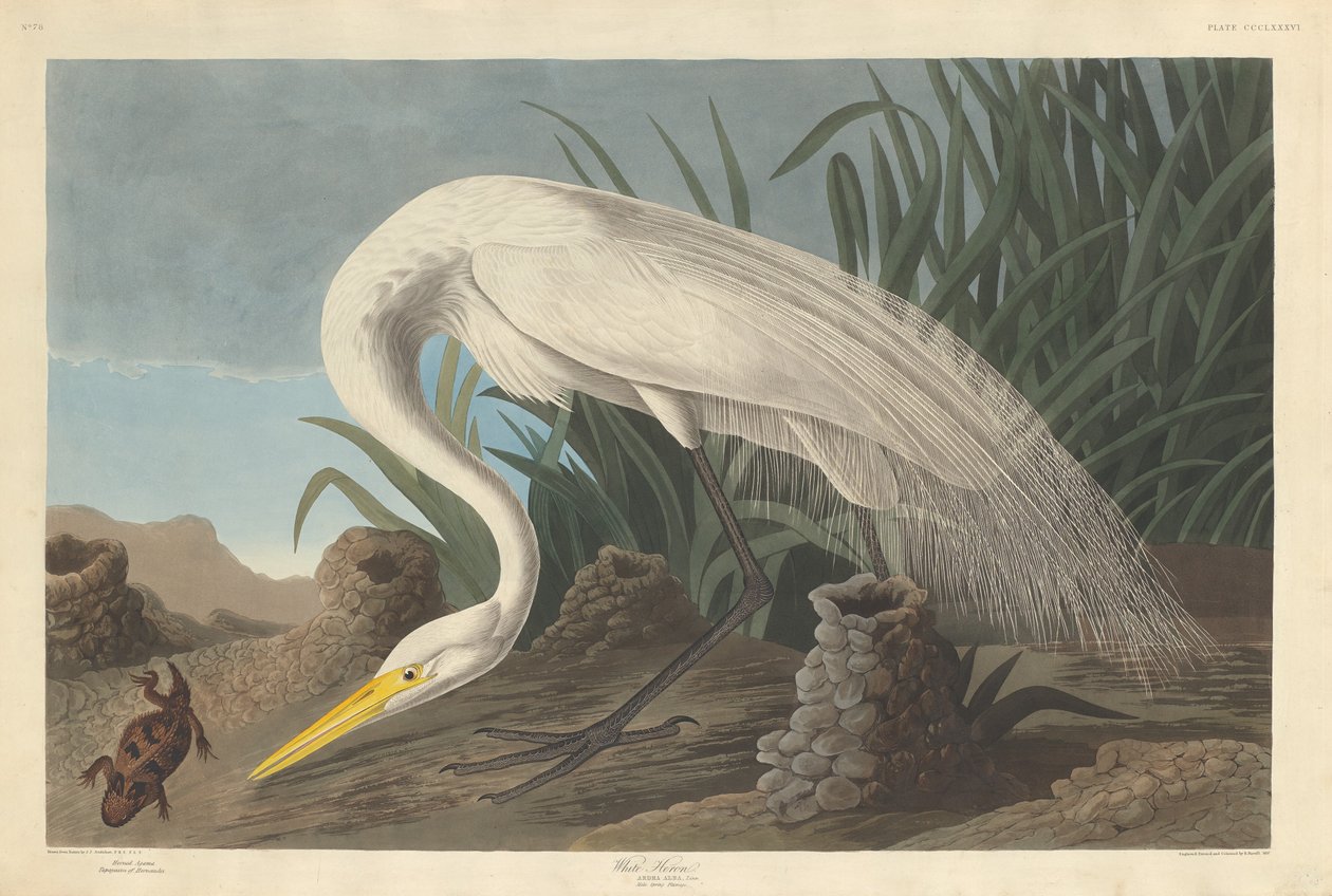 Czapla Biała autorstwa Robert Havell after John James Audubon