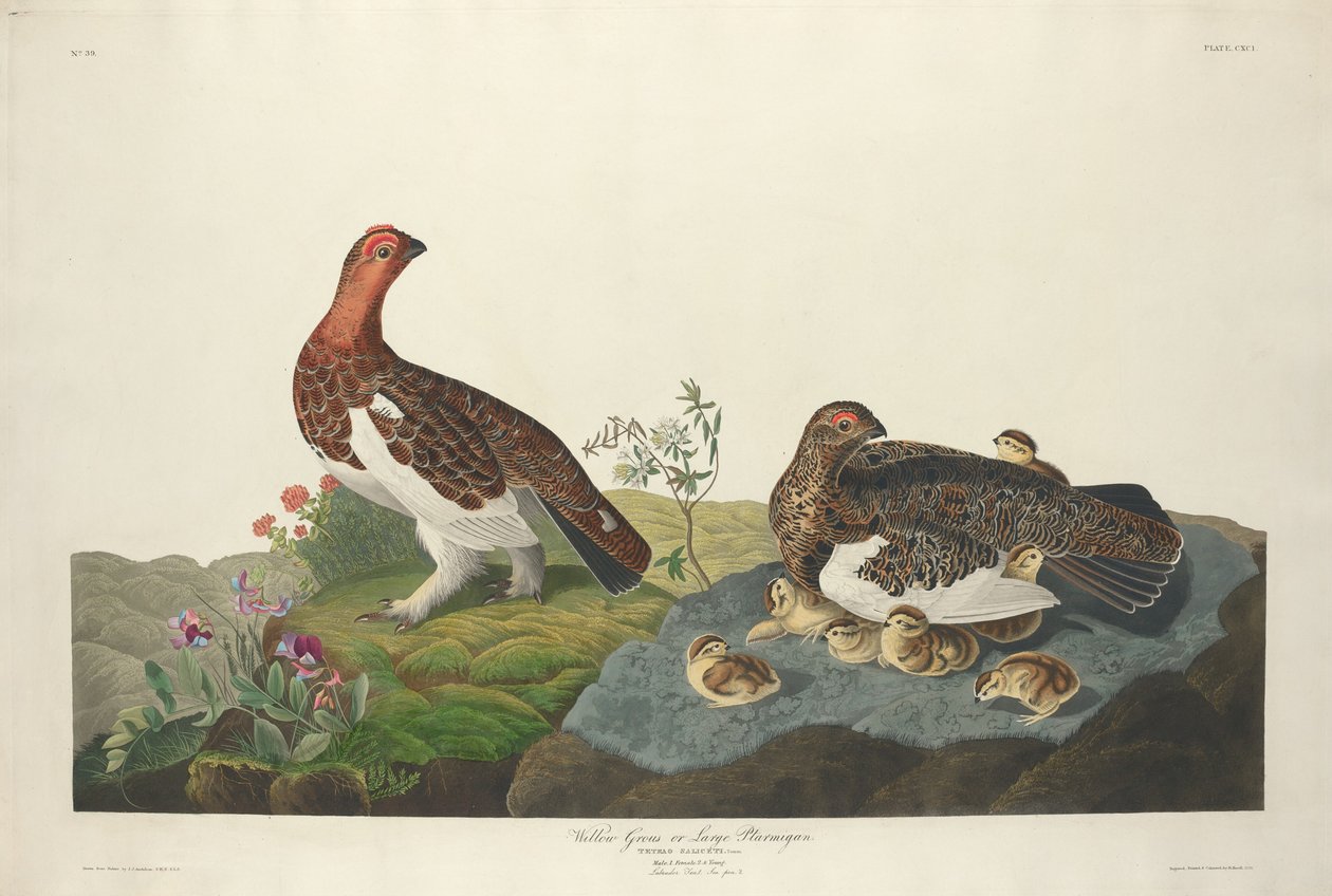 Wierzba Grous autorstwa Robert Havell after John James Audubon