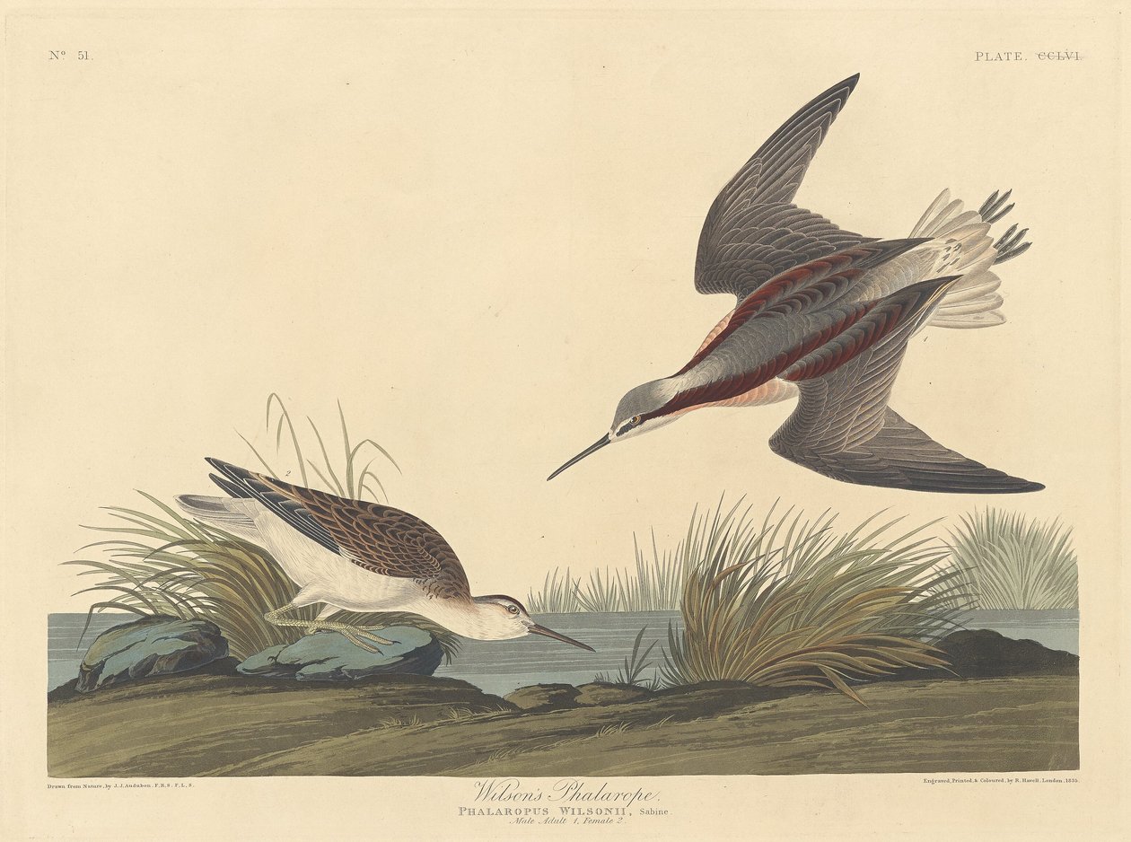 Falarope Wilsona autorstwa Robert Havell after John James Audubon