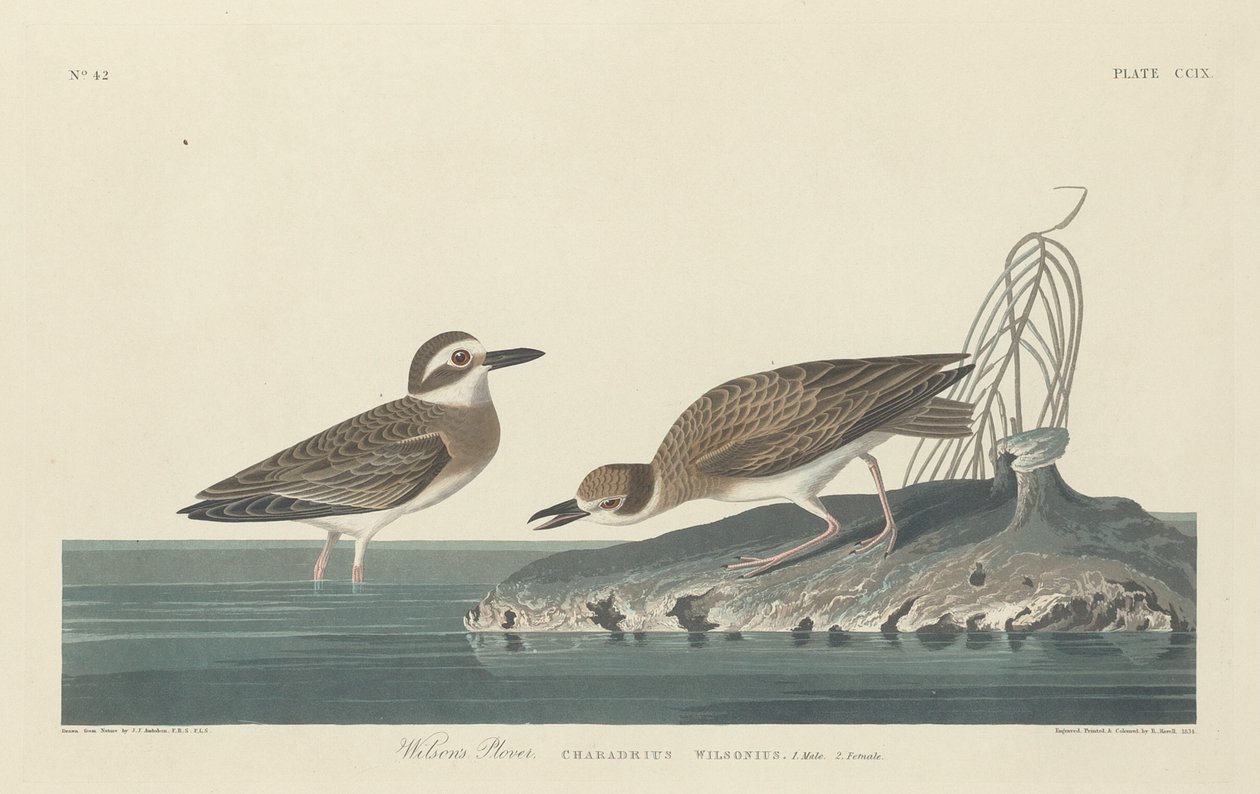 Sieweczka Wilsona autorstwa Robert Havell after John James Audubon