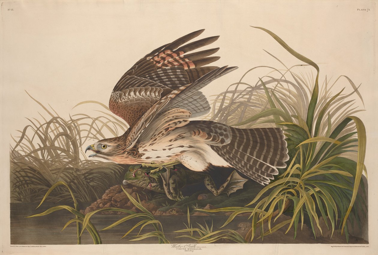 Zimowy jastrząb autorstwa Robert Havell after John James Audubon