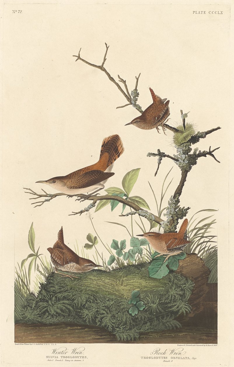 Strzyżyk zimowy i strzyżyk skalny autorstwa Robert Havell after John James Audubon