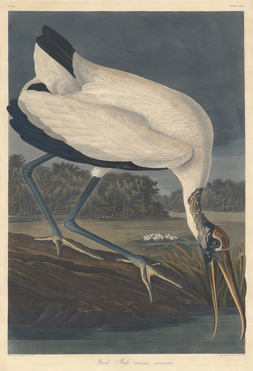Drewno Ibis autorstwa Robert Havell after John James Audubon