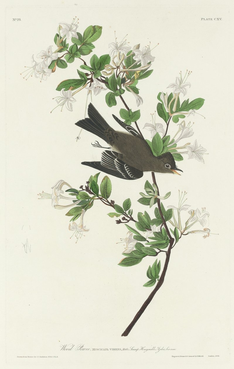 Drewno Pewee autorstwa Robert Havell after John James Audubon