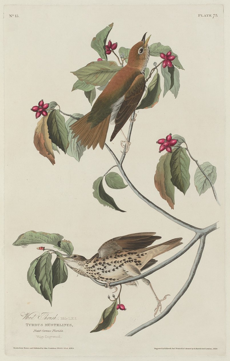 Drozd drzewny autorstwa Robert Havell after John James Audubon