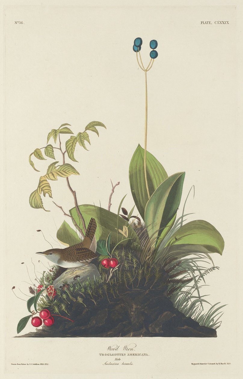 Strzyżyk do drewna autorstwa Robert Havell after John James Audubon