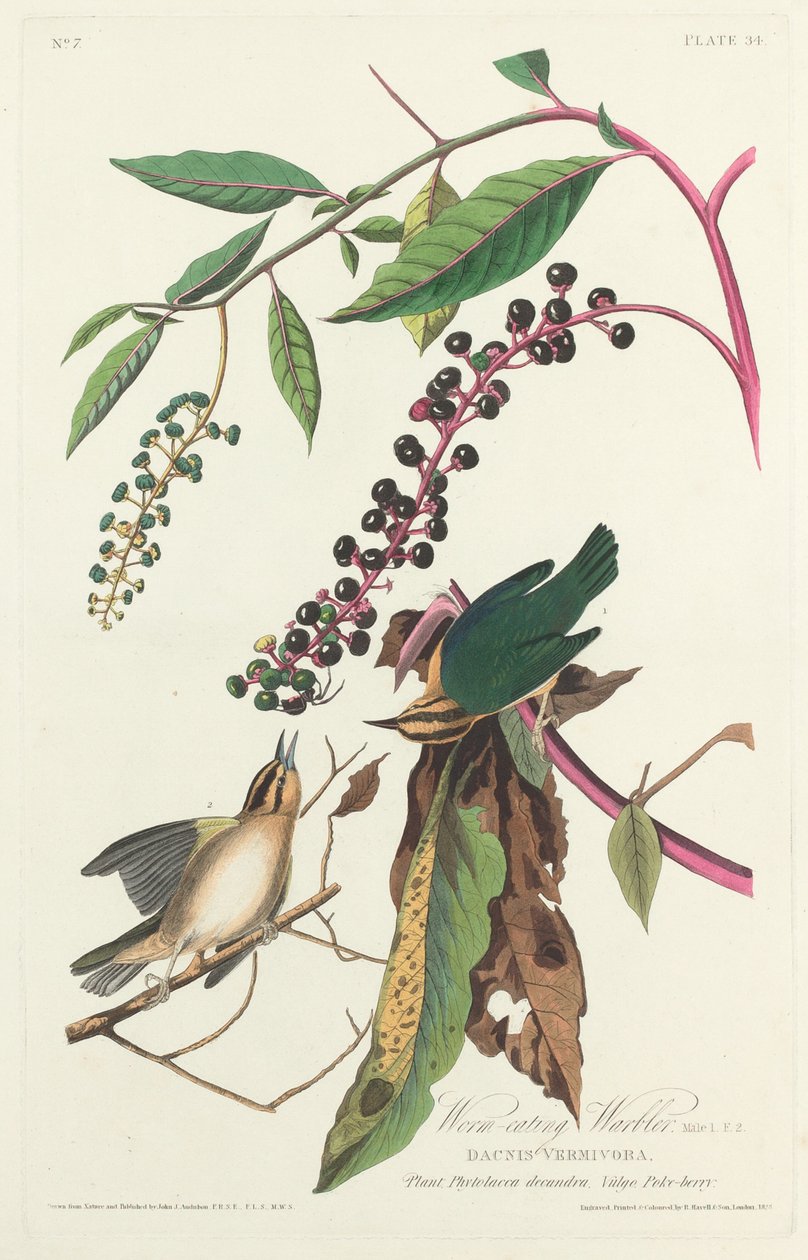 Robacza gajówka autorstwa Robert Havell after John James Audubon