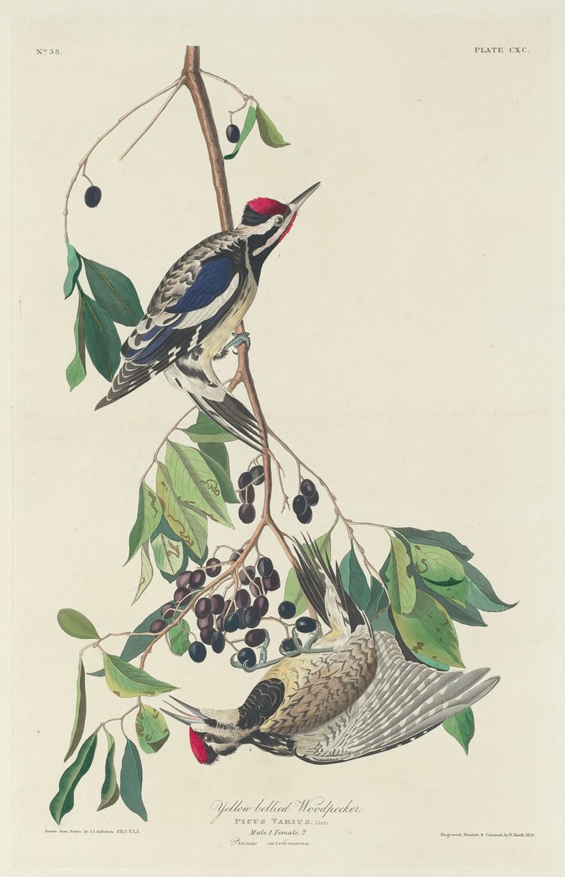 Dzięcioł żółtobrzuchy autorstwa Robert Havell after John James Audubon