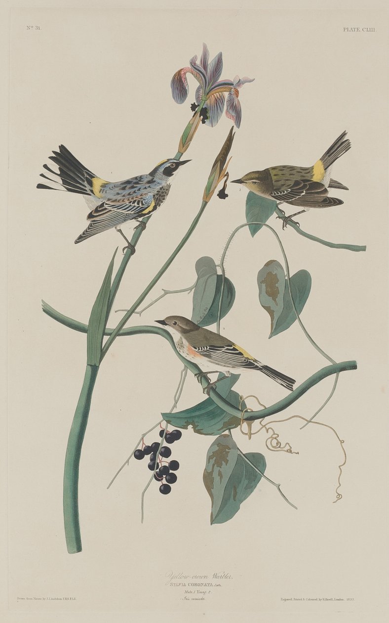 Żółto-korona pokrzewka autorstwa Robert Havell after John James Audubon