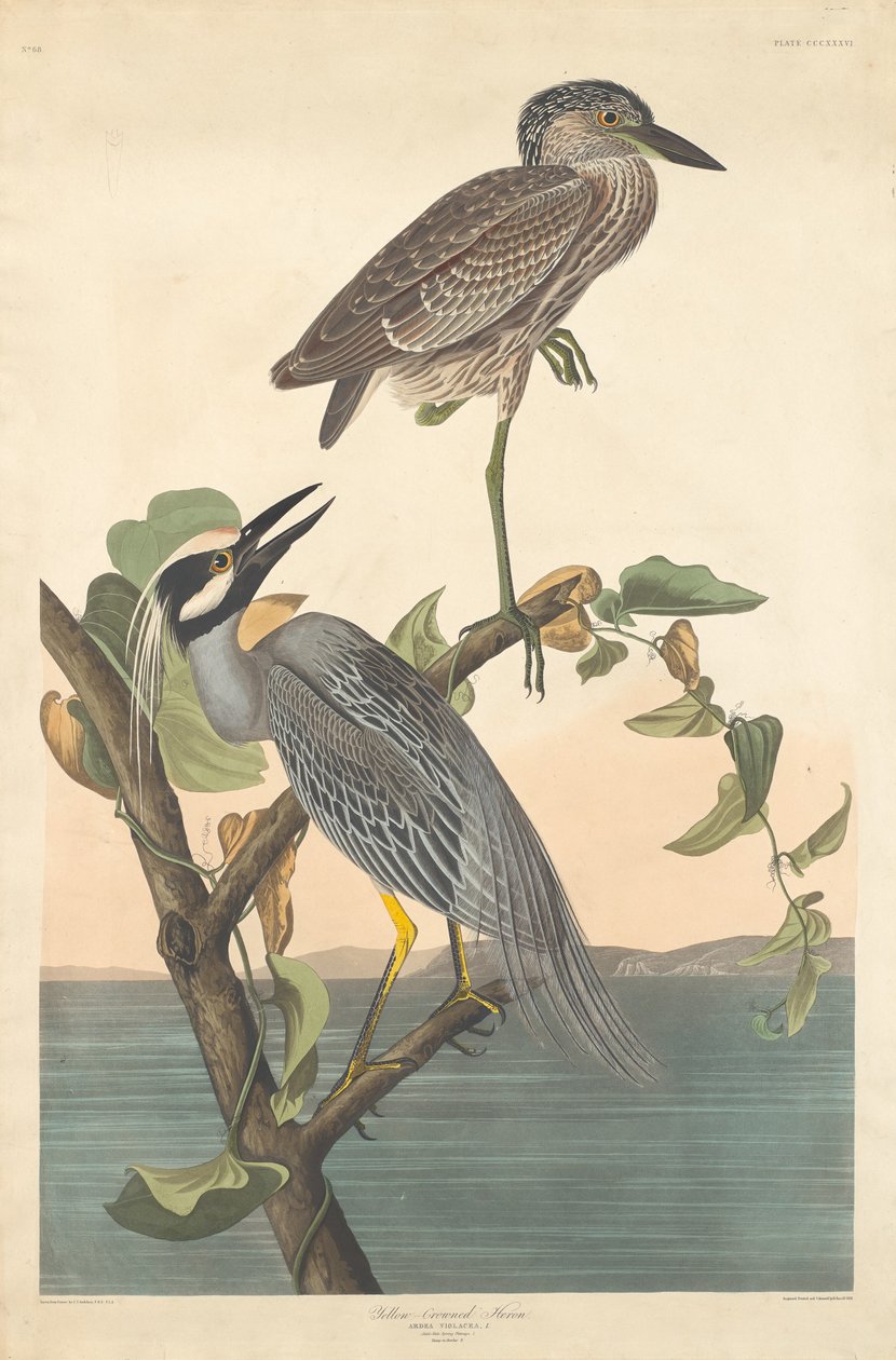 Czapla żółto-koronowana autorstwa Robert Havell after John James Audubon
