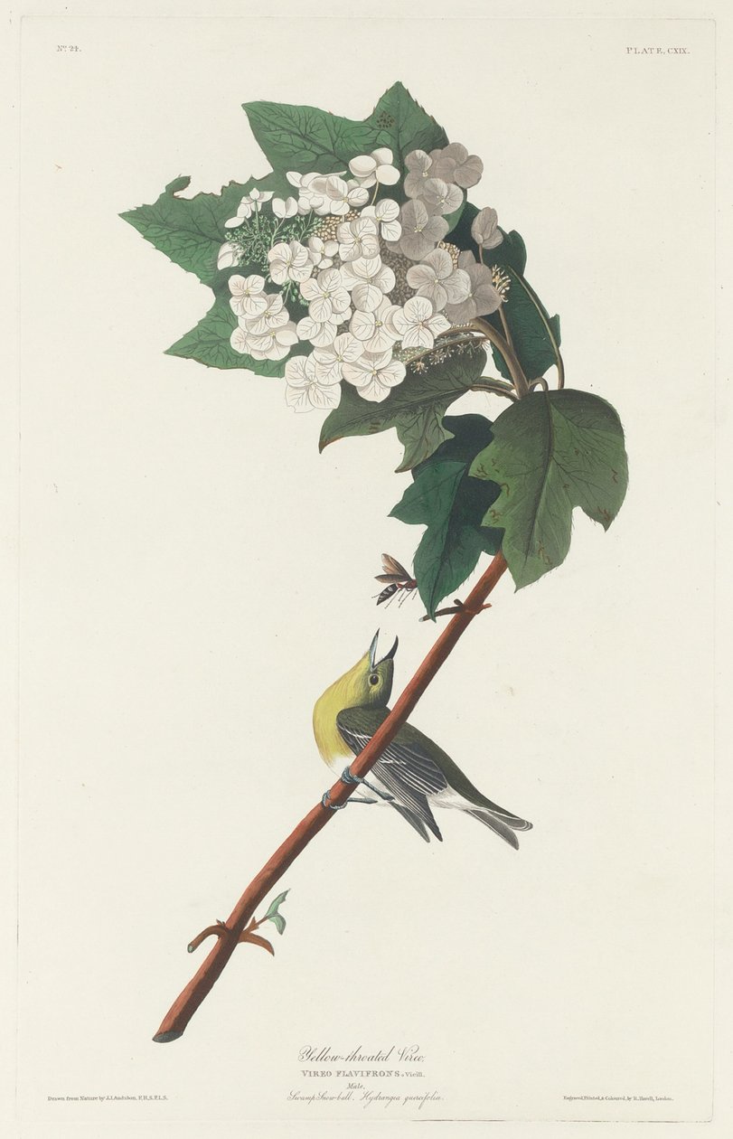 Żółtogardły Vireo autorstwa Robert Havell after John James Audubon