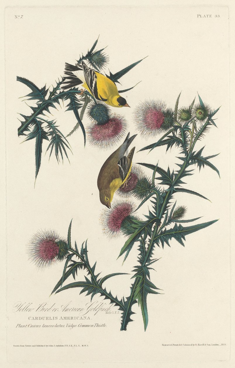 Żółty ptak lub szczygieł autorstwa Robert Havell after John James Audubon