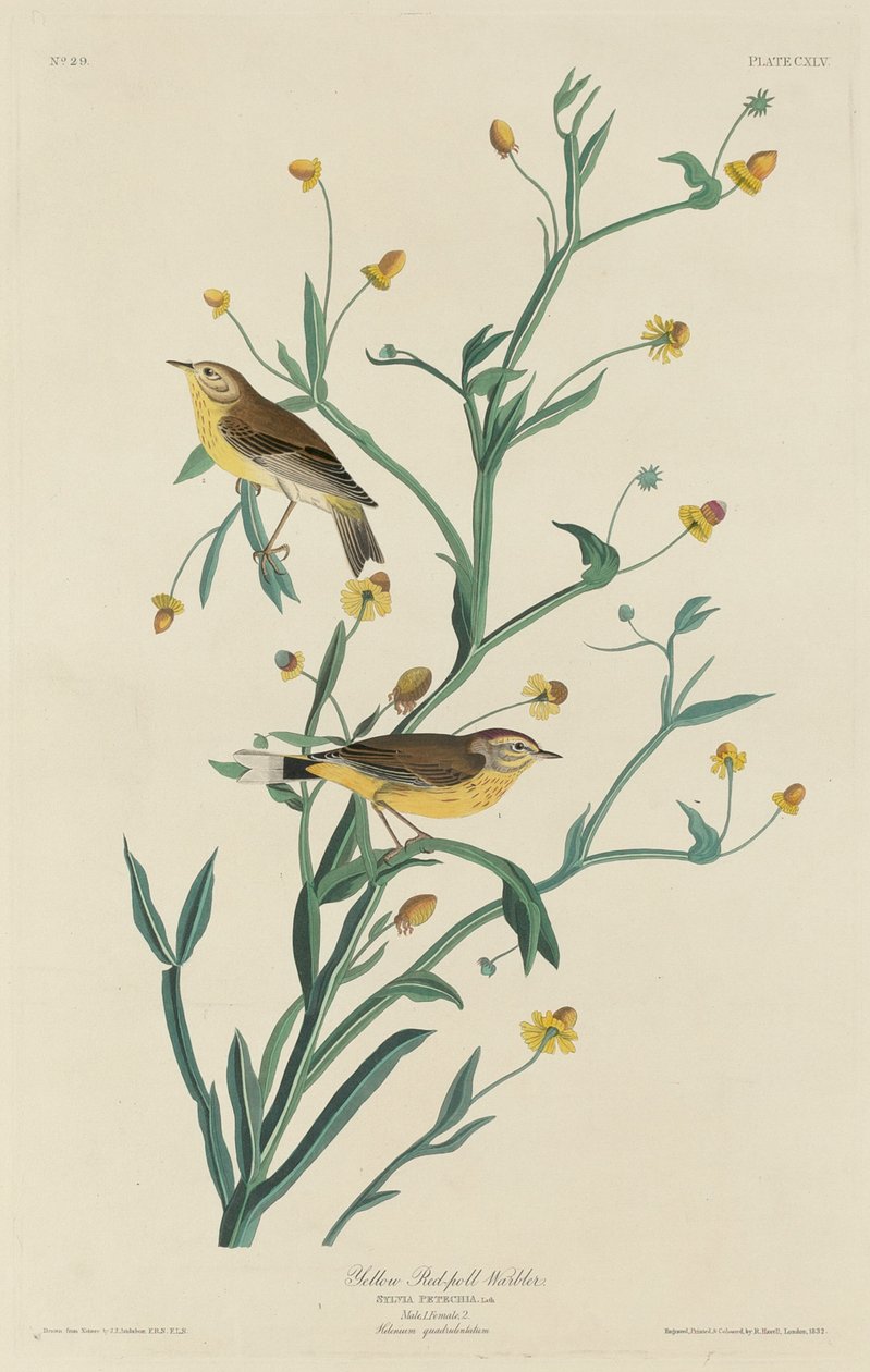 Żółta pokrzewka czerwonogłowa autorstwa Robert Havell after John James Audubon