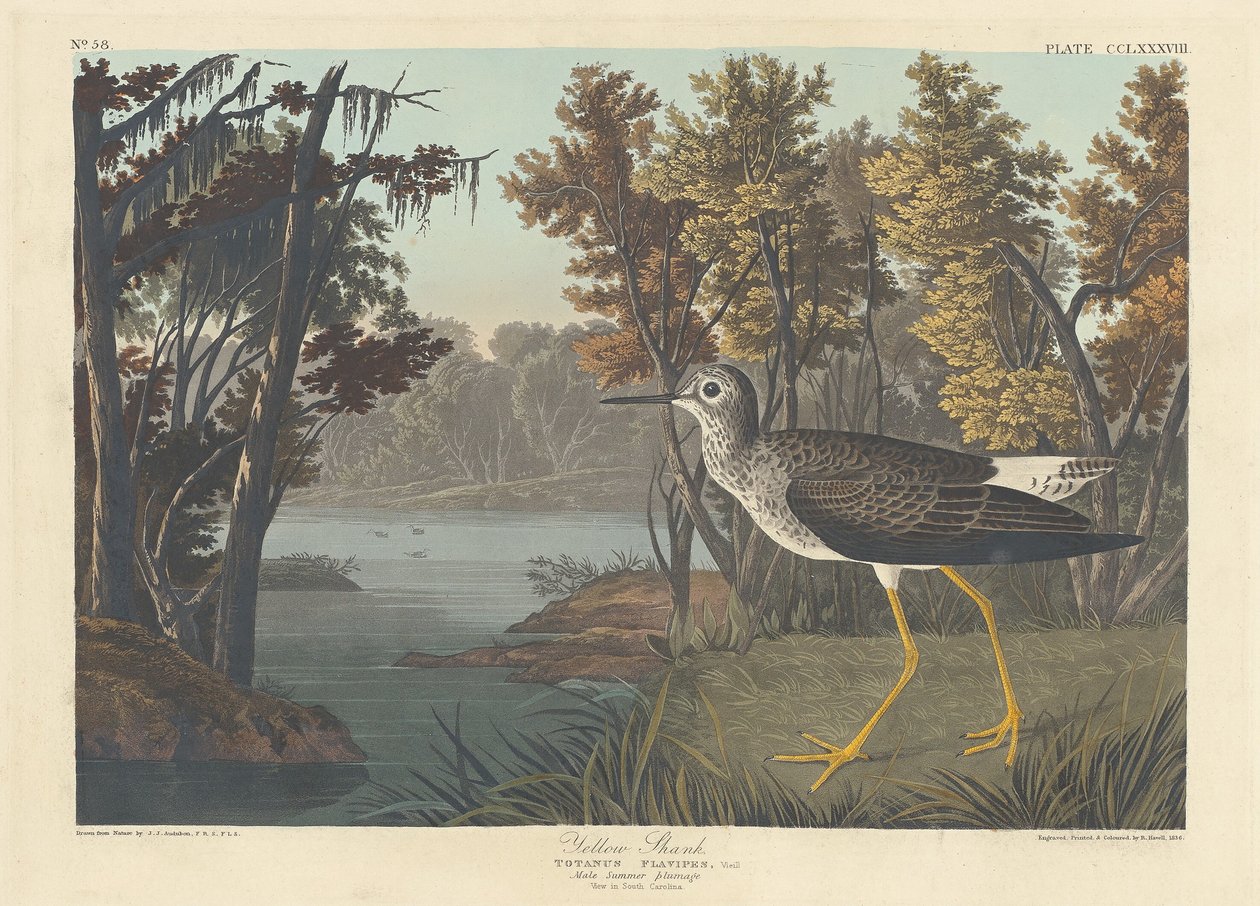 Żółta cholewka autorstwa Robert Havell after John James Audubon