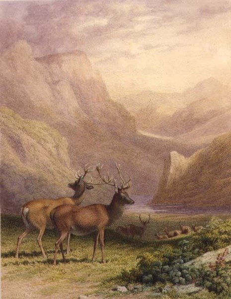 Jeleń w Highlands autorstwa Robert Hills