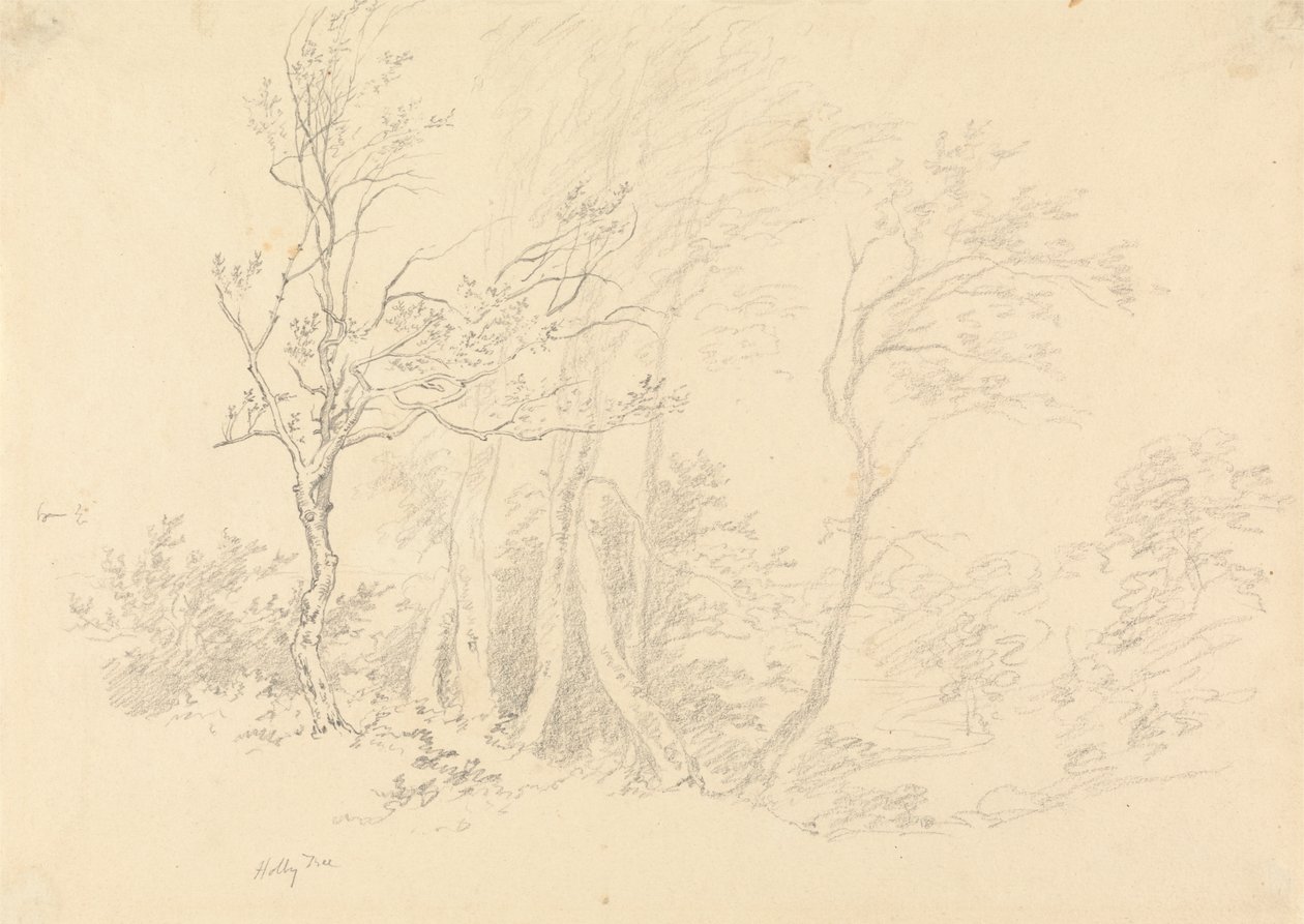 Studium Holly Tree autorstwa Robert Hills