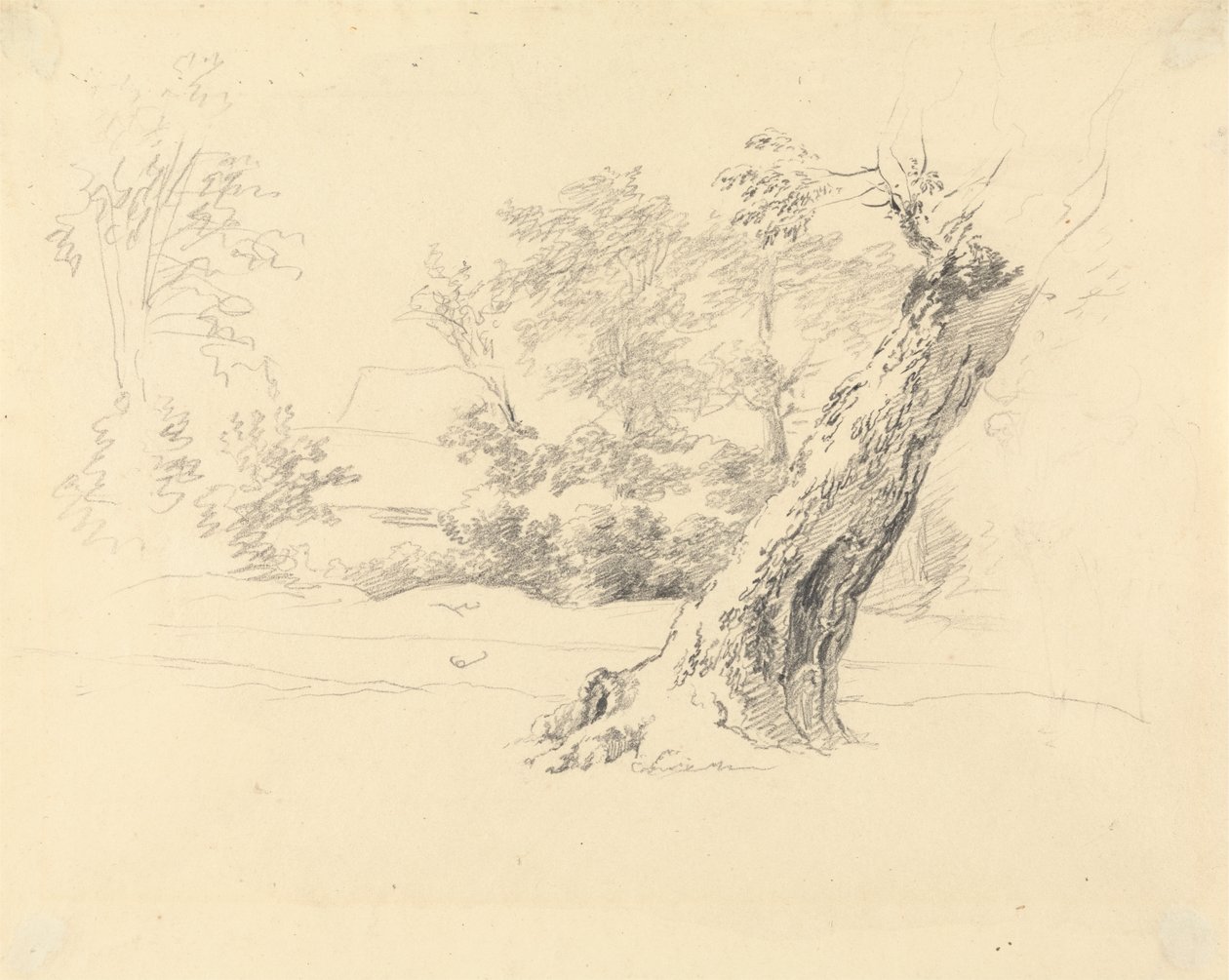 Studium drzewa autorstwa Robert Hills