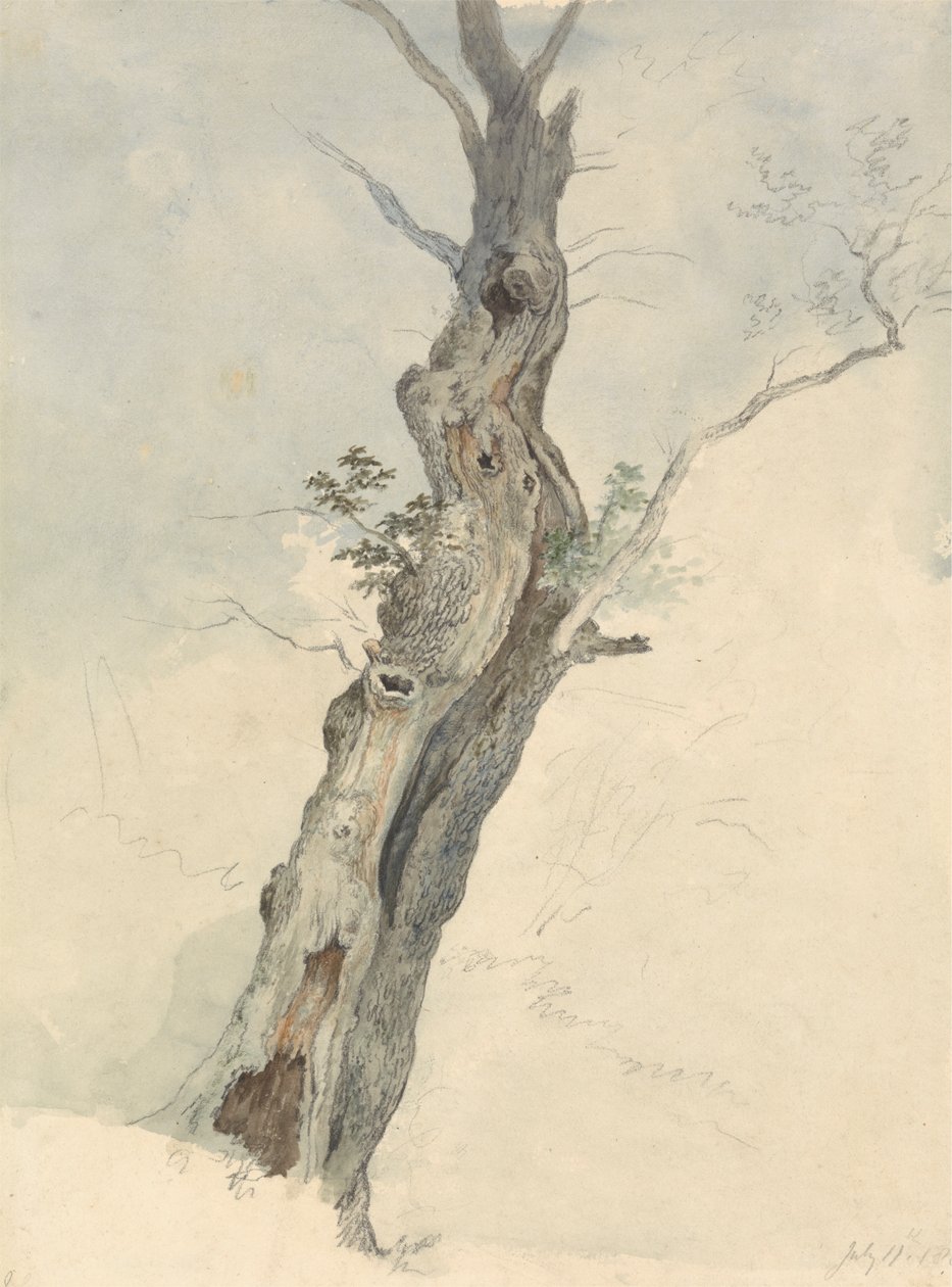 Studium drzewa autorstwa Robert Hills