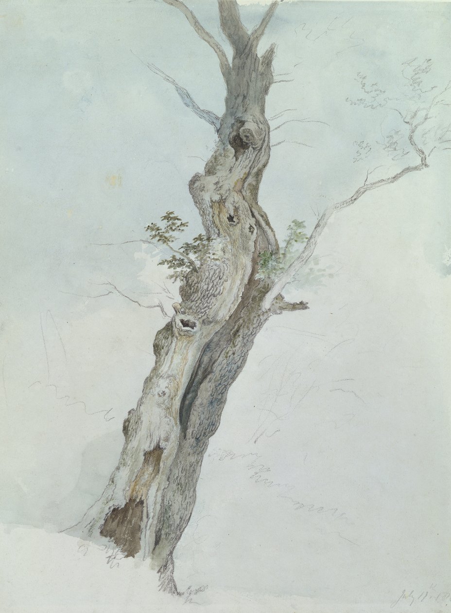 Badanie drzewa, ok. 1800-05 (wc nad grafitem na papierze) autorstwa Robert Hills
